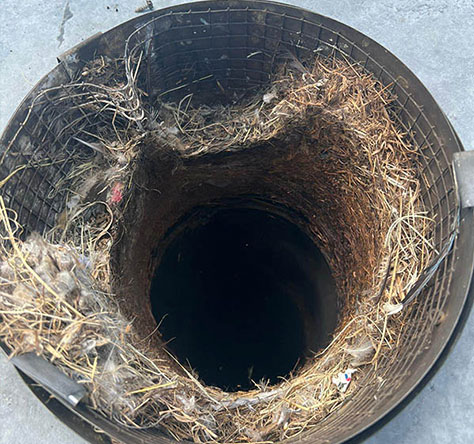 chimney with birds nest and debris